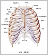 肋骨骨折怎麼辦?